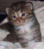 Siberian kittens for sale
